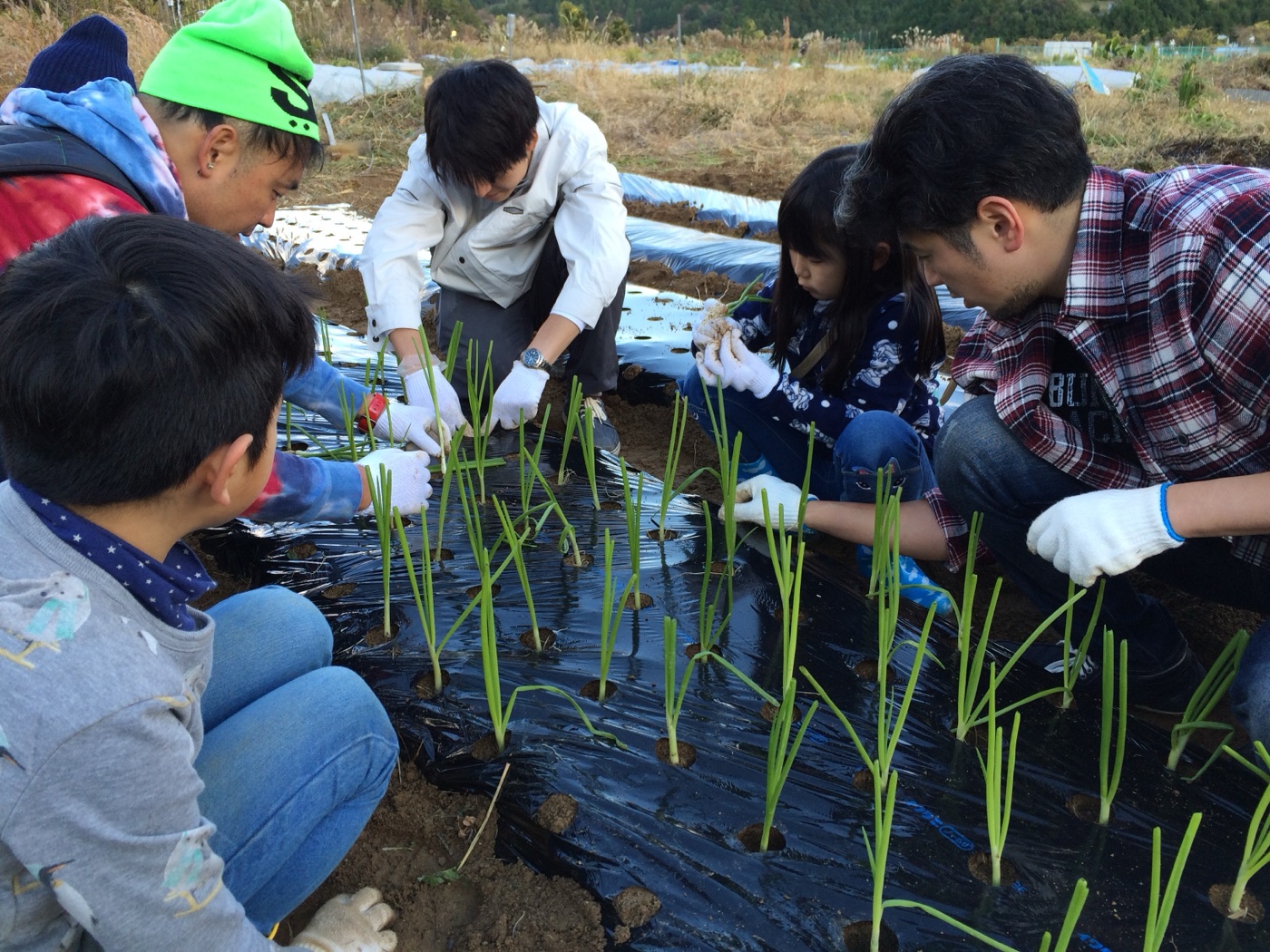 玉ねぎの苗を植えるこどもたちと大人